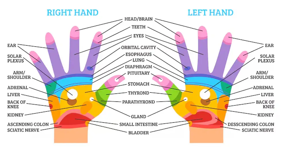 نقاط رفلکس مهم در کف دست
